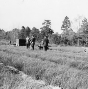 Men with tractor preparing field for longleaf pine seedlings