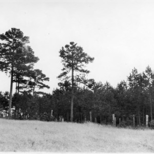 Shortleaf pine seed trees on farm
