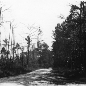 Road which served as a fire break for timber during forest fire