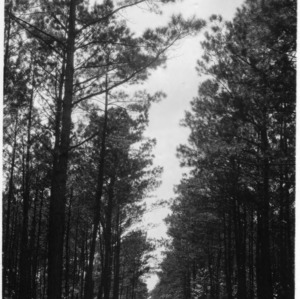 Road running through forest