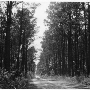 Road running through forest