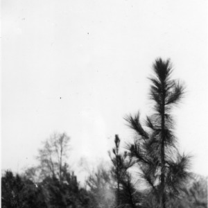 Loblolly pine plantation
