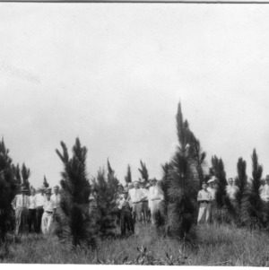 Group standing among seedling pines grown in State Nursery