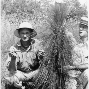Foresters measuring longleaf pine seedling