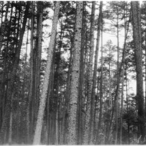 Shortleaf pines