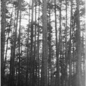 Shortleaf pines