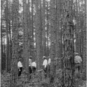 Shortleaf pine forest after thinning