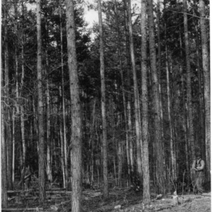 Loblolly pines after thinning