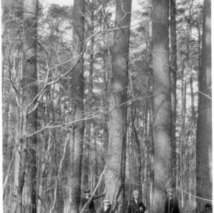 Group standing around giant shortleaf pine