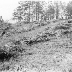 Destroyed crop of shortleaf pine