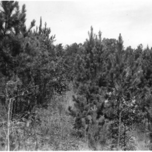 Shortleaf pines planted on farm