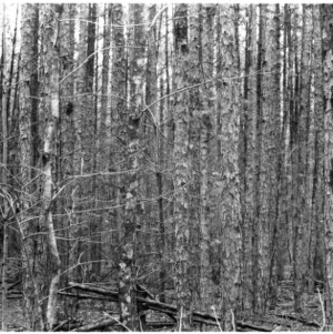 Over-crowded, stagnant shortleaf pine stand