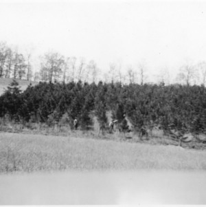 Shortleaf pine plantation