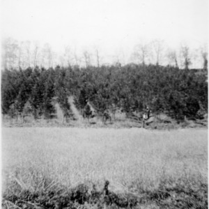 Shortleaf pine plantation