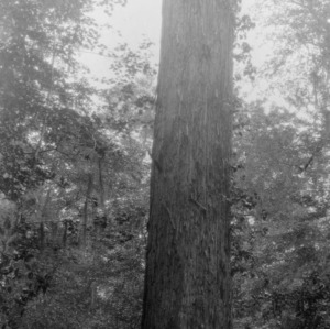 Southern cypress tree