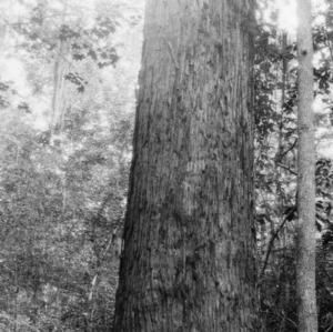 Southern cypress tree