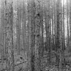 Longleaf pine before thinning on farm of Wilton McCallum
