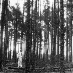 Man inspecting harvest from shortleaf pine thinning