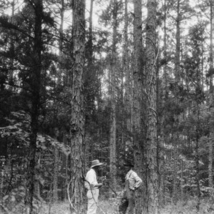 Two men examining thinned forest