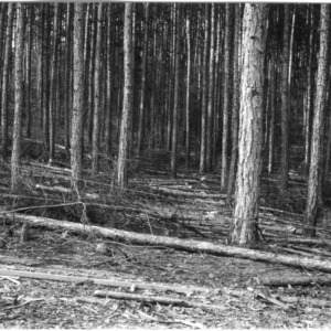 Timber thinning of pine