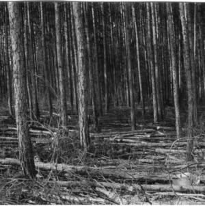 Timber thinning of pine