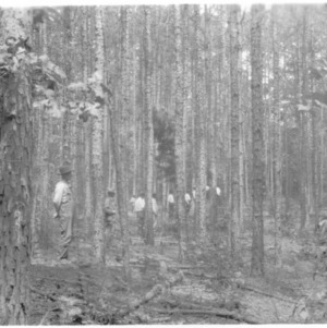 Farmers counting standing timber after thinning demonstration