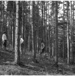 Timber thinning demonstration conducted by G. M. Hatley