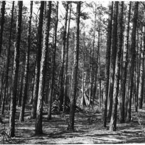 Timber thinning demonstration