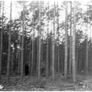 Timber thinning demonstration in shortleaf pine