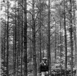 Thinning demonstration in Virginia pine