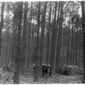 Timber thinning and management demonstration in shortleaf pine