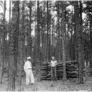 Men at timber thinning demonstration