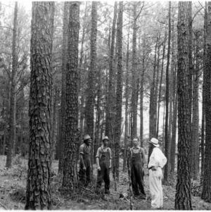 Timber thinning demonstration in loblolly and shortleaf pines