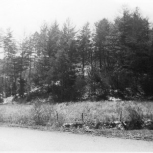 W. S. Willis Forest before thinning