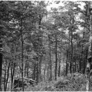 Forest thinning demonstration