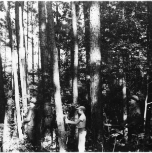 B. F. Lily, his father, and Agent J. P. Woodard blazing trees for thinning demonstration