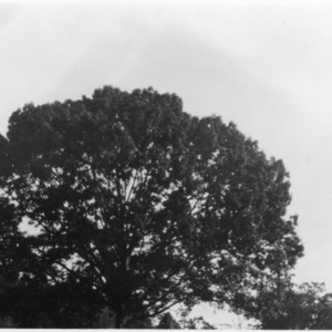 Crown of Red Oak shade tree