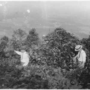 Agent L. Dale Thrash and C. L. Newman inspecting kudzu killing young trees