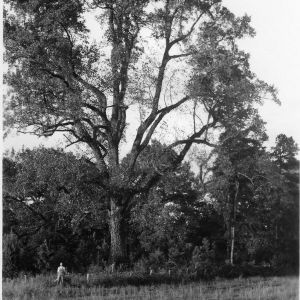 Largest tree in Alamance County