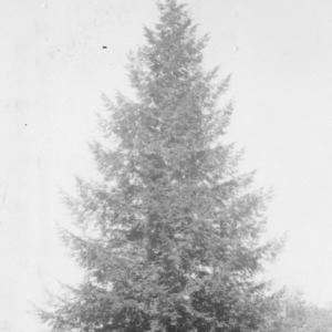 Carolina hemlock tree