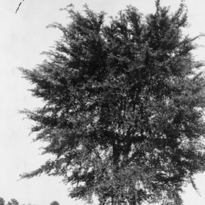 Winged elm tree