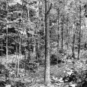 Thinned and unthinned areas in stand of mixed hardwood