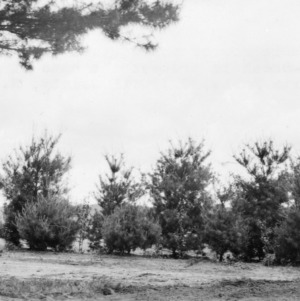 Double row of white pines planted as wind-break