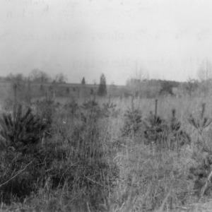 White pine plantation