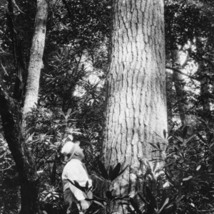 Man in front of giant White pine
