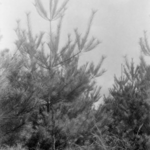 White pines growing in poor clay land