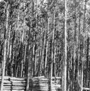 Wood cut thinning of shortleaf pine