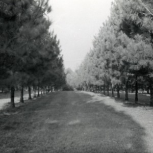 Tree grove