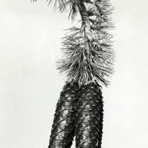 Pine branch and cones