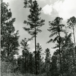 Man in front of pine tree in forest